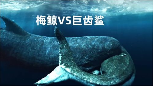 利兹鱼vs巨齿鲨-利兹鱼会攻击海洋平台吗