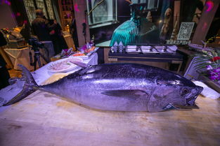 900公斤蓝鳍金枪鱼-278公斤蓝鳍金枪鱼