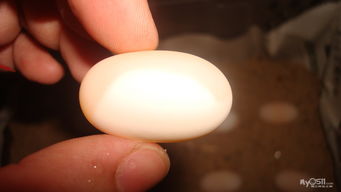 甲鱼蛋的营养价值-甲鱼蛋的营养价值比鸡蛋高吗