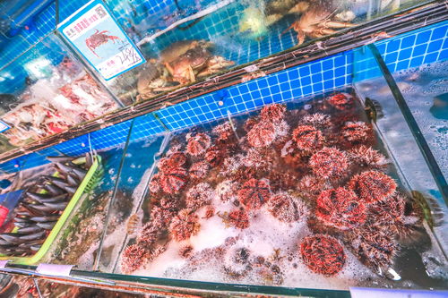 波士顿龙虾多少钱一斤市场价2022-波士顿龙虾多少钱一斤市场价2022四川
