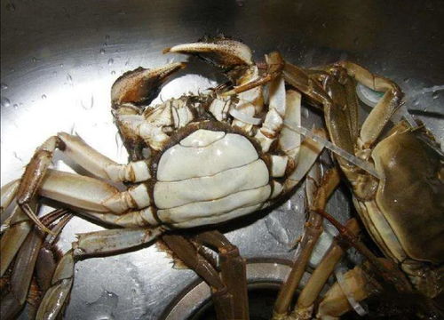 大闸蟹死了还能吃吗,大闸蟹死了还能吃吗有什么危害