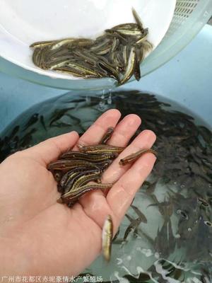 广东淡水鱼类大全,广东地区的淡水鱼