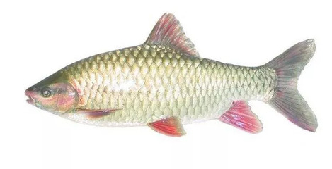 名贵淡水鱼,马来西亚名贵淡水鱼