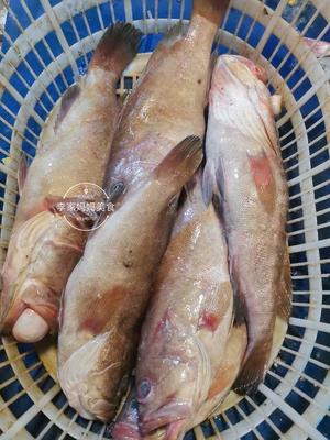 最贵的石斑鱼排名,最贵的石斑鱼是什么品种