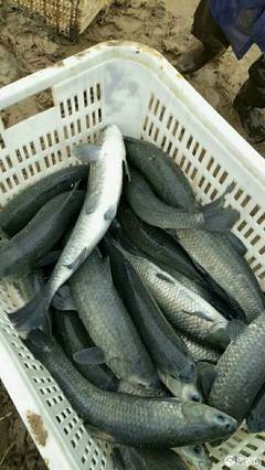 15斤以上的青鱼价格,15斤的青鱼多少钱