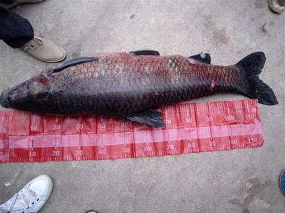 钓500斤大青鱼视频,农村小伙钓了一条大青鱼,这鱼估计比他都大,太霸气了!