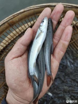 银鳕鱼和鳕鱼的区别,淡水银鳕鱼多少钱一斤