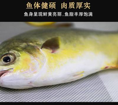 银鲳鱼和金鲳鱼的区别,银鲳鱼和金鲳鱼的营养区别