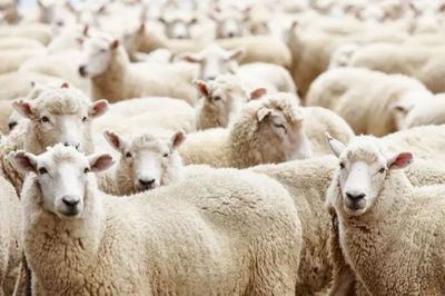 羊群效应,羊群效应的最佳案例