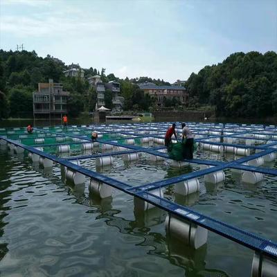 石斑鱼养殖技术和环境,石斑鱼养殖基地