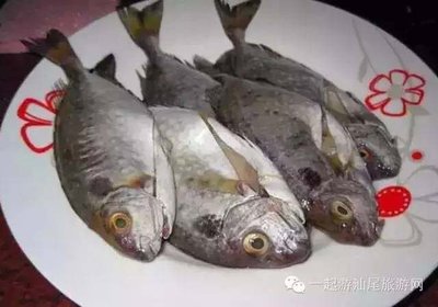 泥猛鱼的营养价值,泥猛鱼是海鲜吗