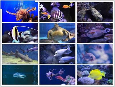 鱼类图片,保护鱼类图片