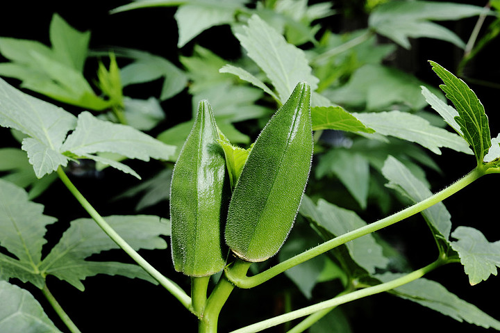 黄秋葵图片,黄秋葵的功效与作用及食用方法