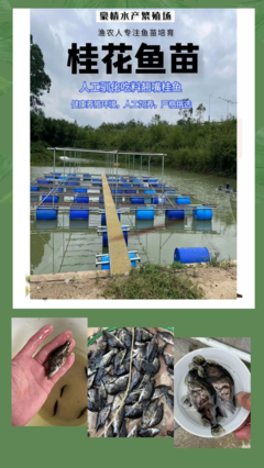 鳜鱼养殖技术,鳜鱼养殖技术关键点