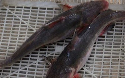 江团鱼的营养价值及功效,江团鱼属于什么档次的鱼