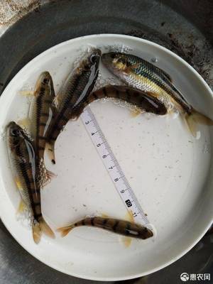光唇鱼和溪石斑是一种鱼吗,光唇石斑鱼养殖