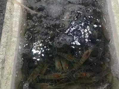 河虾养殖一亩产量多少,野生河虾一年繁殖几次