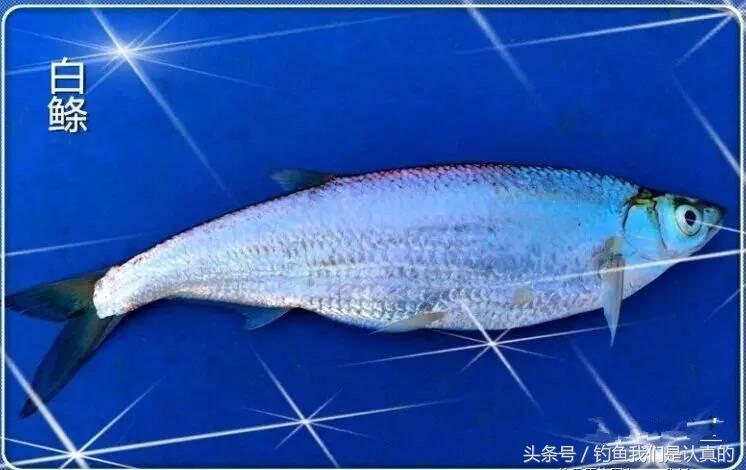 淡水鱼种类大全,长江淡水鱼种类大全