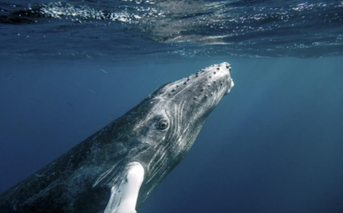 世界上最孤独的鲸鱼,世界上最孤独的鲸鱼的声音