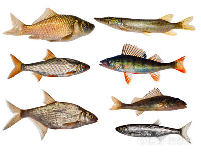 鱼类图片及名称,鱼类图片介绍
