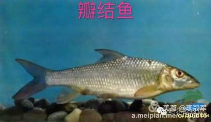 淡水鱼的种类图片名称,淡水鱼的种类有哪些图片