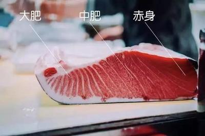 金枪鱼哪个部位最贵,金枪鱼哪里的肉最贵