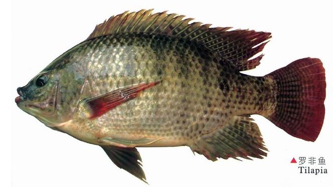 淡水鱼类百科,淡水鱼种类百科