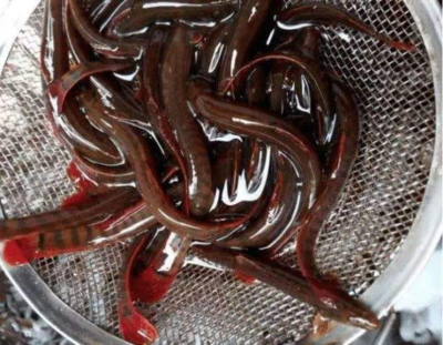 红尾副鳅多少钱一斤,红尾副鳅养殖视频