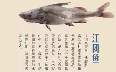 江团鱼简介,江团鱼学名叫什么