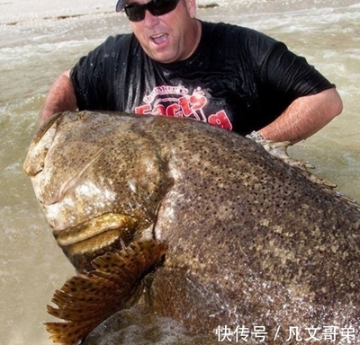 巨型石斑鱼,巨型石斑鱼多少钱一斤市场价2023
