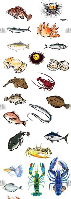 海鲜鱼类大全图册,海鲜鱼类大全图片名称