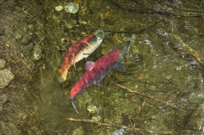 红鳟鱼,红鳟鱼跟三文鱼对比图片