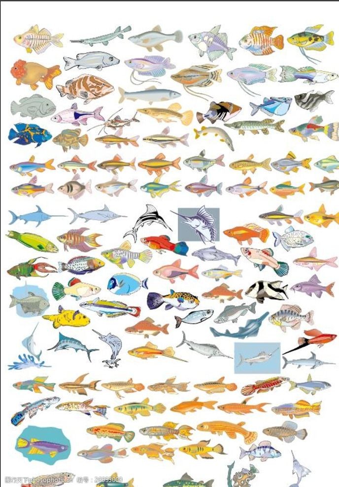 各种鱼图片大全,各种鱼图片大全大图及名称