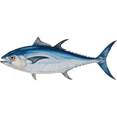500斤蓝鳍金枪鱼多钱,300斤蓝鳍金枪鱼多钱一斤