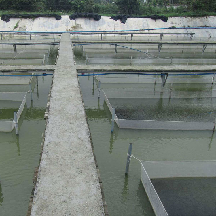 泥鳅养殖,泥鳅养殖技术