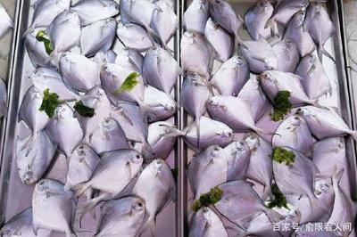 鲻鱼多少钱一斤2020,鲻鱼多少钱一斤市场价2023