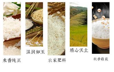 粳米和大米的区别图片,粳米和大米哪个更好吃