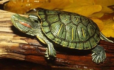 巴西龟寿命,巴西龟寿命一般多少年