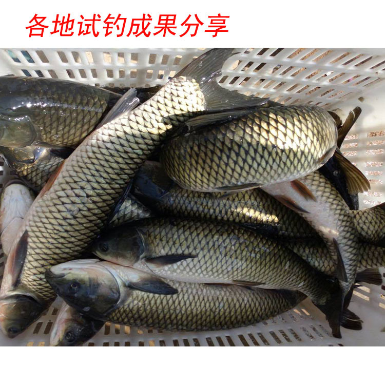 青鱼和草鱼的区别哪种鱼好吃,青鱼和草鱼的区别哪种鱼好吃些