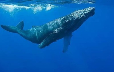 世界上最大的鲸鱼,世界上最大的鲸鱼有多大
