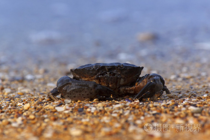 海边十种最常见的螃蟹,海边十种最常见的螃蟹品种