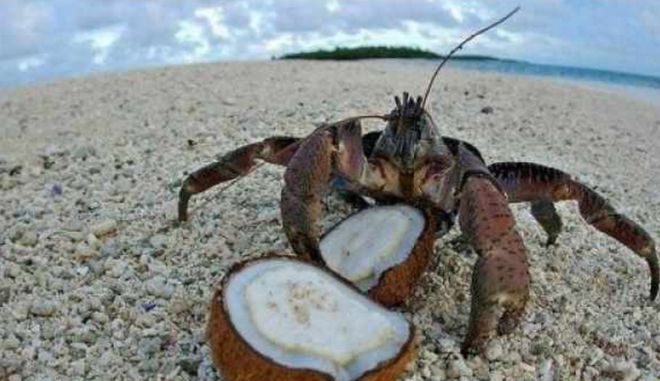 椰子蟹vs帝王蟹,椰子蟹vs帝王蟹哪个贵