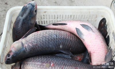 青鱼多少钱一斤市场价2021,青鱼多少钱一斤市场价2023四川