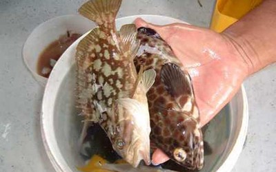 人工养殖石斑鱼多少钱一斤,人工养殖石斑鱼技术