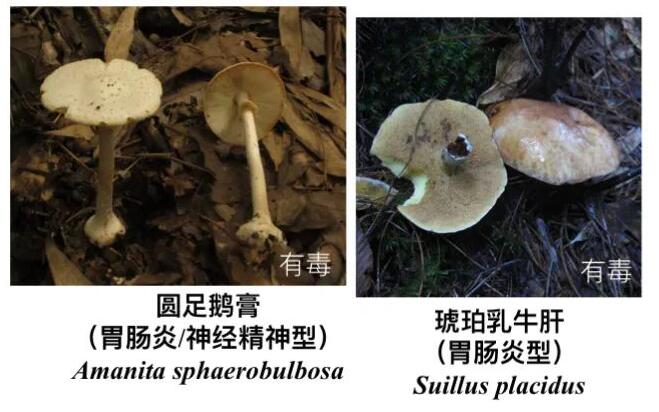 17种常见毒蘑菇,17种常见毒蘑菇图片 有毒