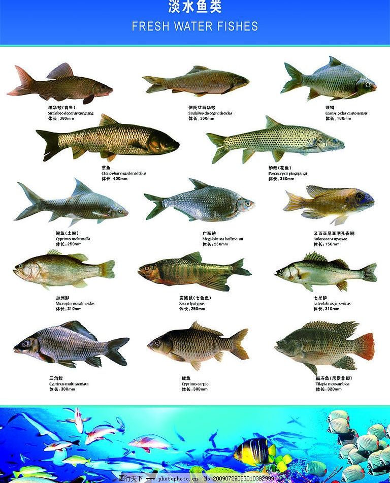 鱼类名字大全,鱼名称大全500种
