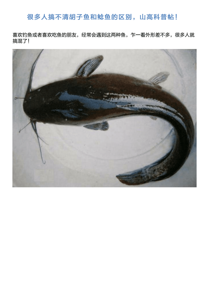 胡子鱼和鲶鱼的区别图片,胡子鲶鱼功效与作用