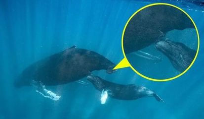鲸鱼是哺乳动物吗,鲸鱼是哺乳动物吗怎么喂奶
