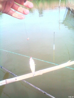 怎么钓鱼鱼容易上钩,钓鱼要怎么钓鱼才上钩的快