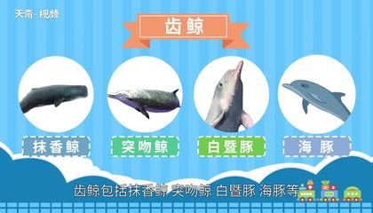 鲸鱼种类,鲸鱼种类有哪些?